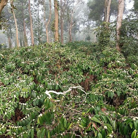 Coorg Kolamotte Hotell Gonikoppal Eksteriør bilde