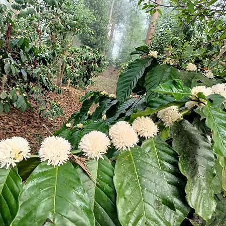 Coorg Kolamotte Hotell Gonikoppal Eksteriør bilde