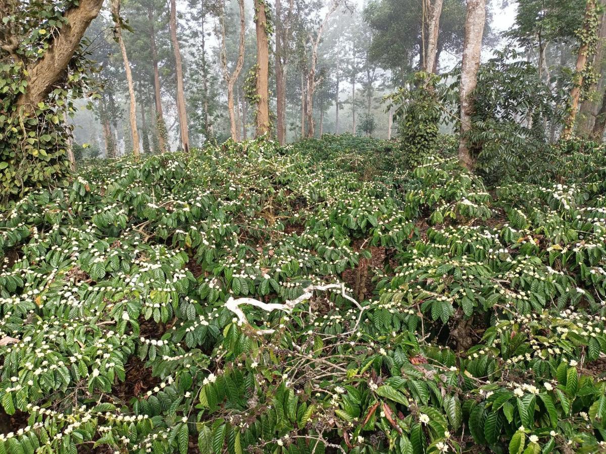 Coorg Kolamotte Hotell Gonikoppal Eksteriør bilde