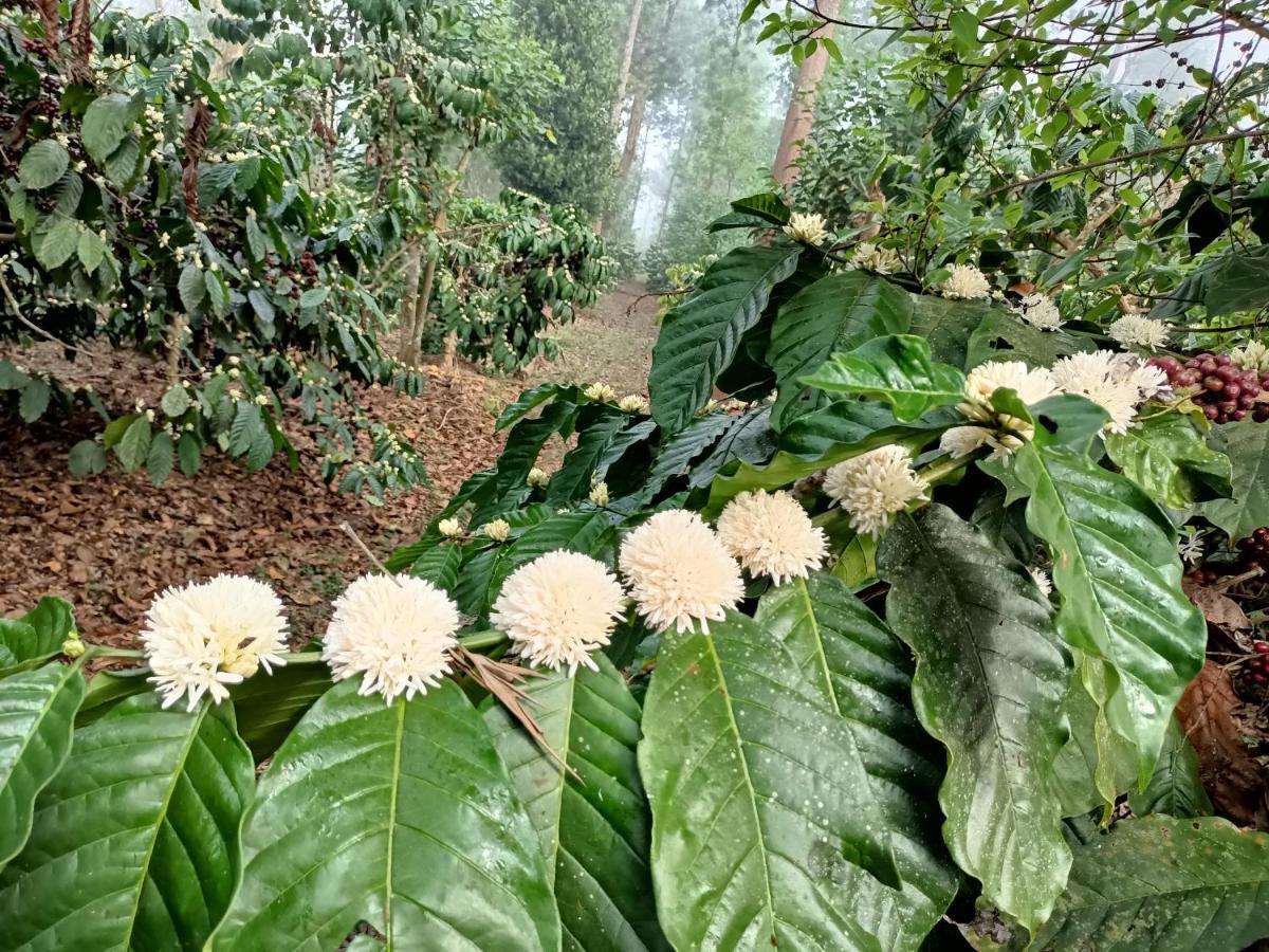 Coorg Kolamotte Hotell Gonikoppal Eksteriør bilde