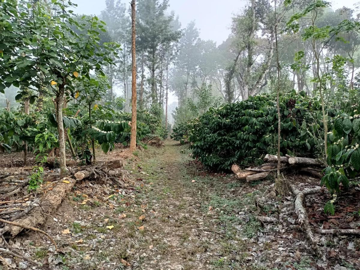 Coorg Kolamotte Hotell Gonikoppal Eksteriør bilde