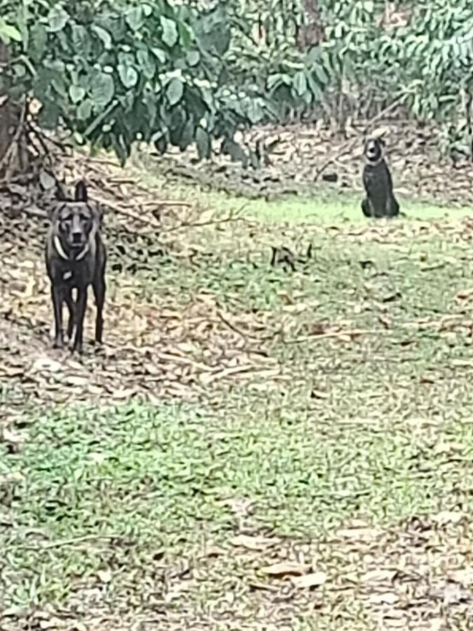 Coorg Kolamotte Hotell Gonikoppal Eksteriør bilde