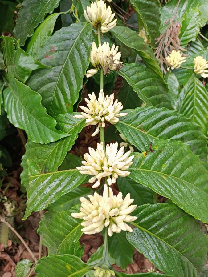 Coorg Kolamotte Hotell Gonikoppal Eksteriør bilde