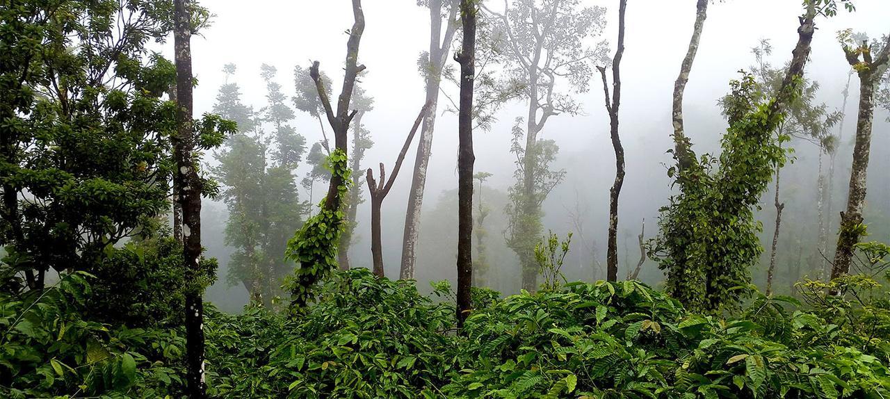 Coorg Kolamotte Hotell Gonikoppal Eksteriør bilde